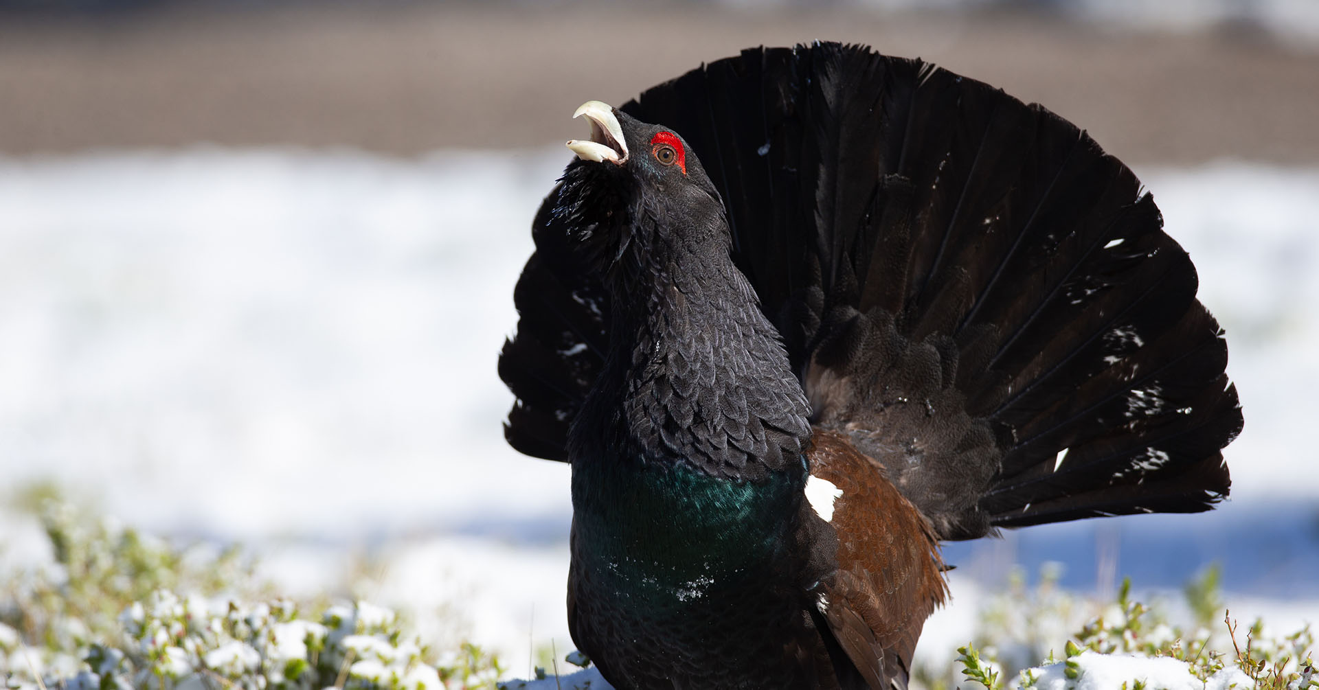 In montagna rispettando l'habitat